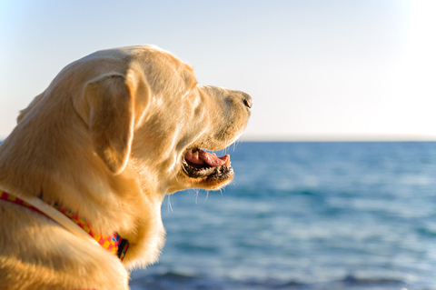 Foto di Al mare con il cane: quali sono le dog beach del Cilento
